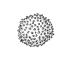 Ephemerum sessile, spore. Drawn from J.K. Bartlett 19830, CHR 405918.
 Image: R.C. Wagstaff © Landcare Research 2014 